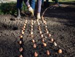 Gardener Planting Rows Of Bulbs In Soil