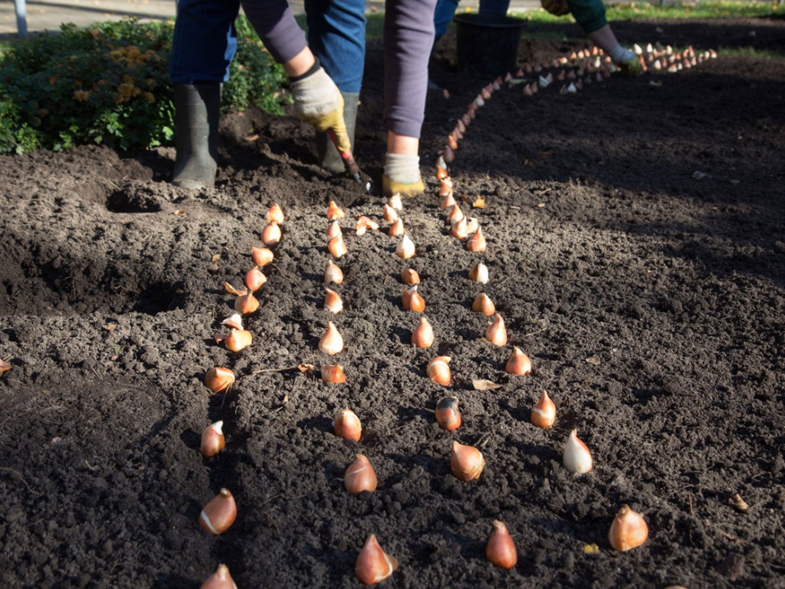 Plantar tulipanes en maceta españa