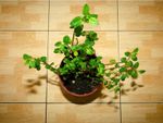 Indoor Potted Herb Plant