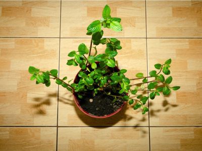 Indoor Potted Herb Plant