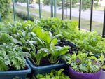 Container Grown Vegetable Garden