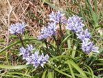 spring squill
