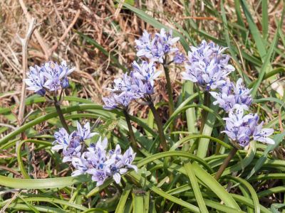 Lilac Colored Spring Squill Flowers
