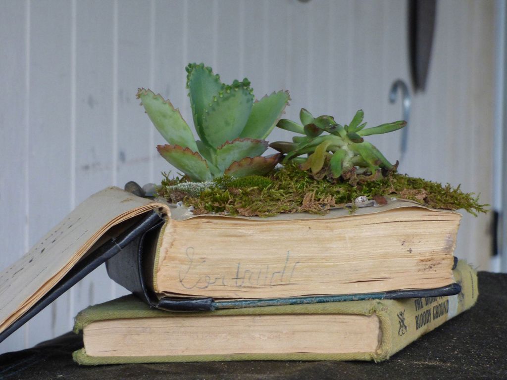 succulents growing out of a book