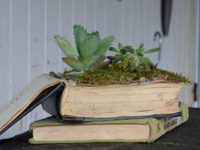 Succulents Growing Out Of A Book Planter