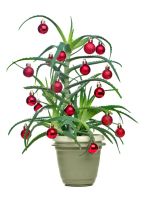 Potted Succulent Plant With Tiny Red Christmas Ornaments