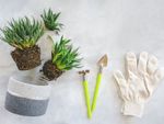 Uprooted Succulent Plants Along Side Tools And Gloves