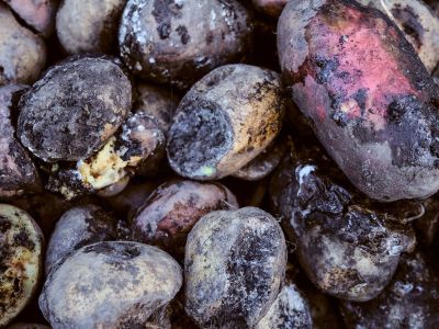 Potatoes Covered In Tuber Rot