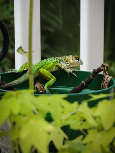 Lizard In A Potted Plant