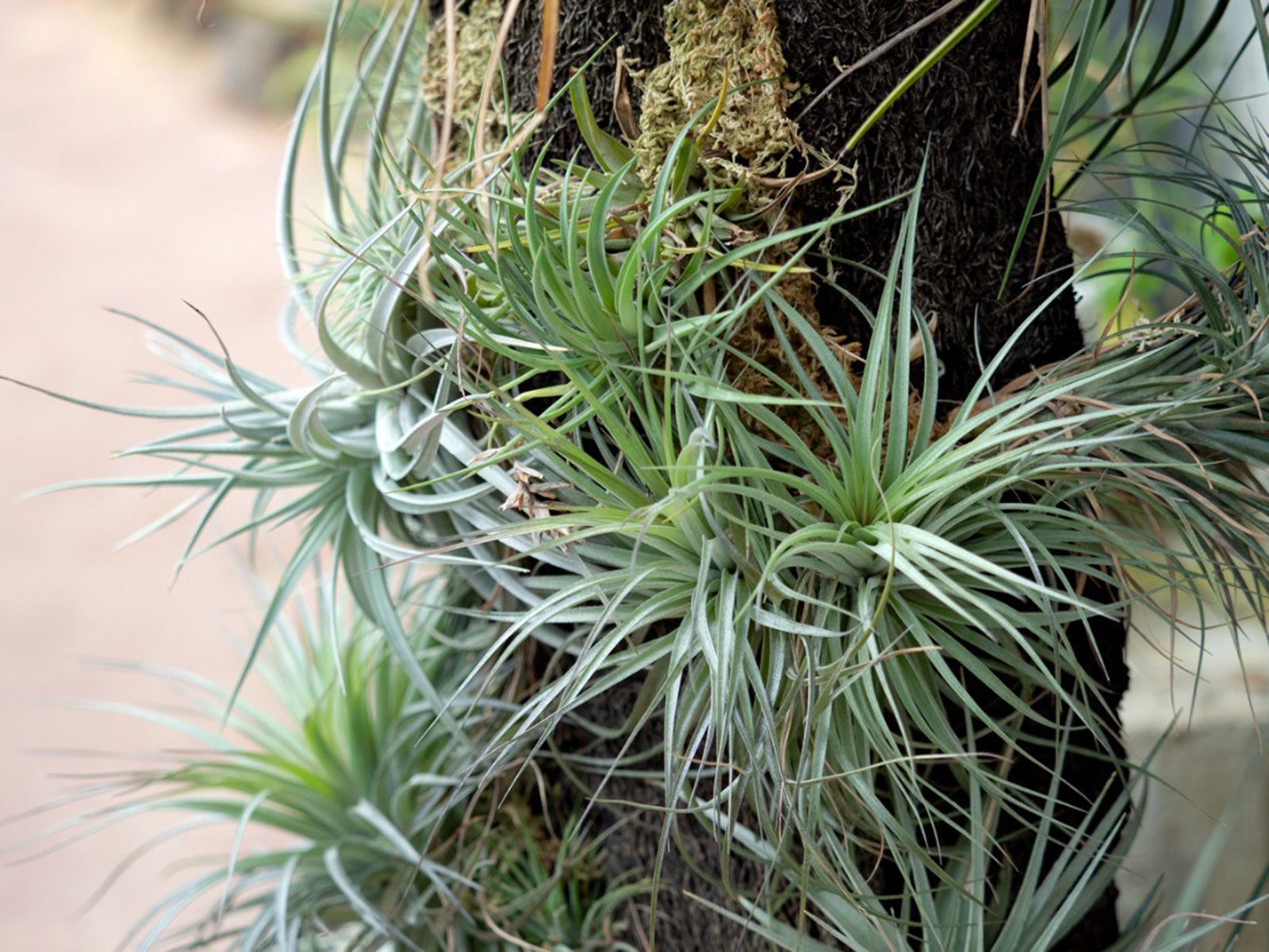 How Do Air Plants Reproduce – Learn About Propagating Air Plants