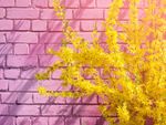 Yellow Shrub Infront Of Pink Brick Wall