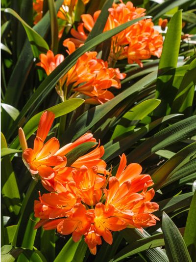 Orange Flowered Clivia Plants