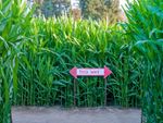 Tall Green Corn Stalk Maze With This Way Sign