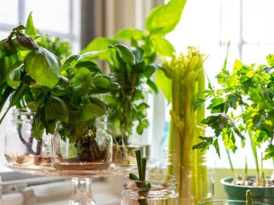 Potted Hydroponic Plants