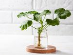 Plant In Glass Jar Indoors