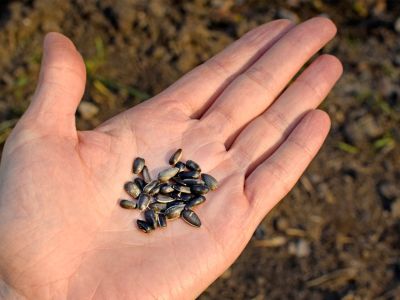 Seeds In A Palm Of A Hand