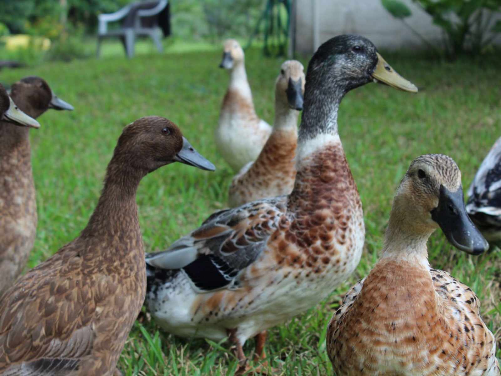 Hobby Farm Livestock – Animals To Have On A Hobby Farm