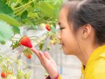 Child Observing Strawberry Plant