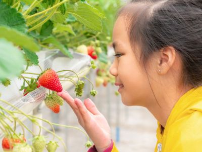 Child Observing Strawberry Plant