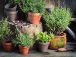 Potted Herbs In The Garden