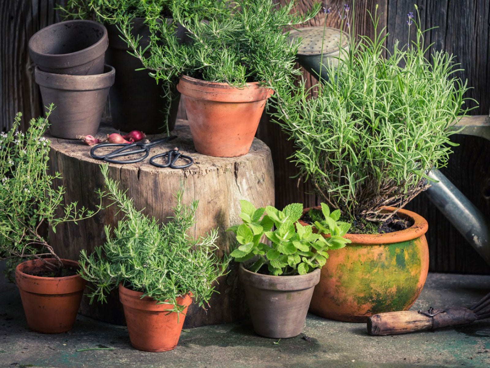 Herb Growing Secrets Clever Hacks For The Herb Garden