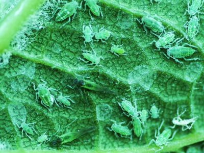 Tiny Insects On Plant Leaf