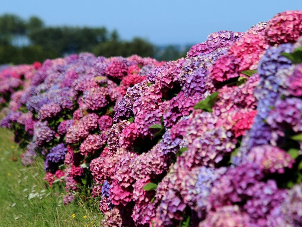 Multicolored Hydrangea Hedge