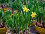 Potted Flowering Bulbs