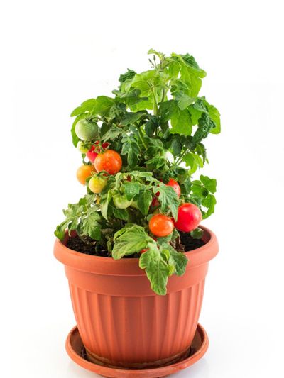 How to maintain tomato plants indoors