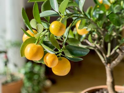 Indoor Potted Citrus Tree