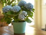 Indoor Potted Blue Hydrangea Plant