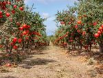 Orchard Of Pomegranate Trees