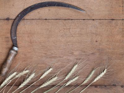 Sickle Garden Tool And Wheat On Table