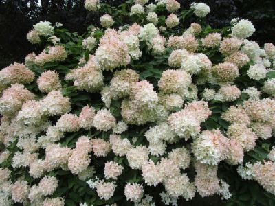 PeeGee Hydrangea Plant