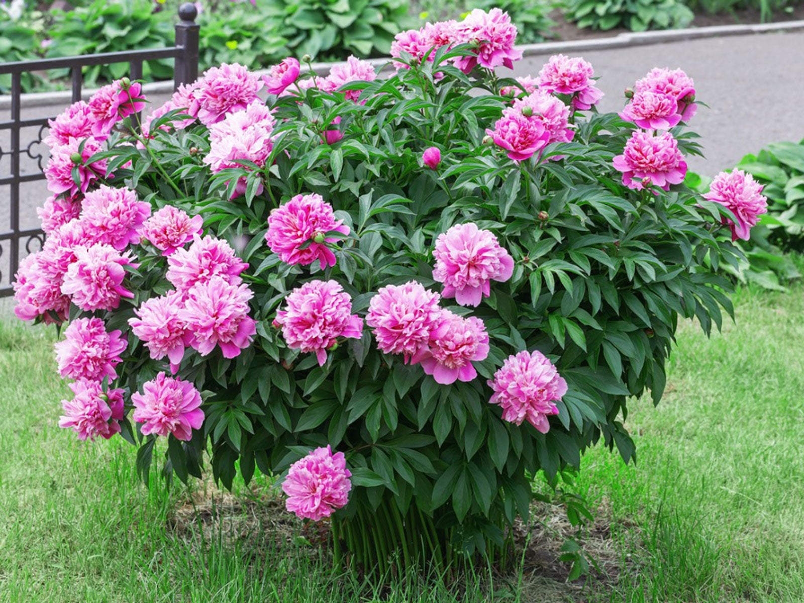 Transplanting A Peony – Can I Transplant Peonies That Are 