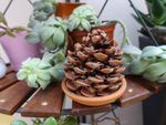 pinecone succulents