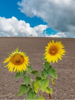 Two Sunflowers In A Dirt Field With A Blue Sky
