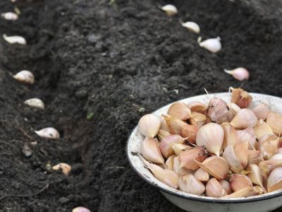 Bowl Full Of Garlic Cloves And Rows Of Cloves In The Soil