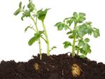 Potato Plants In Soil