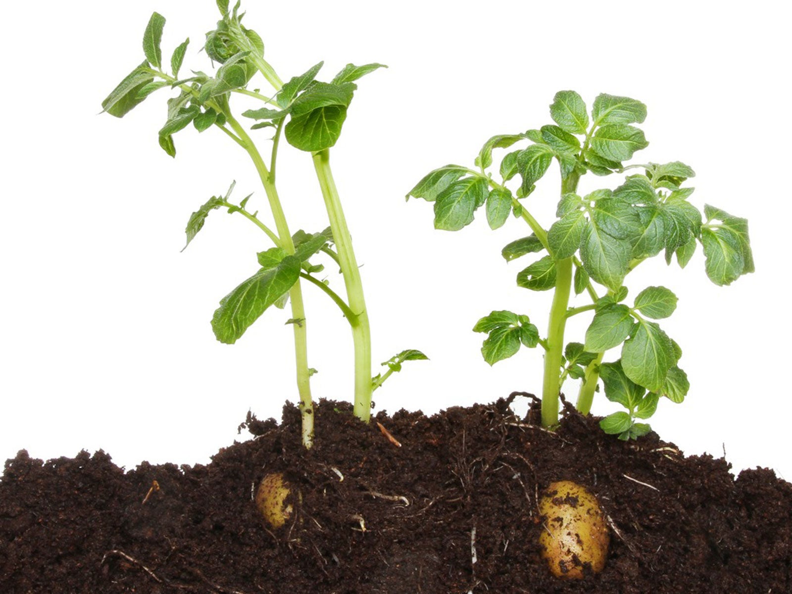 growing potatoes in compost – can you plant potatoes in compost alone