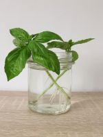 Herb Cuttings In A Glass Of Water