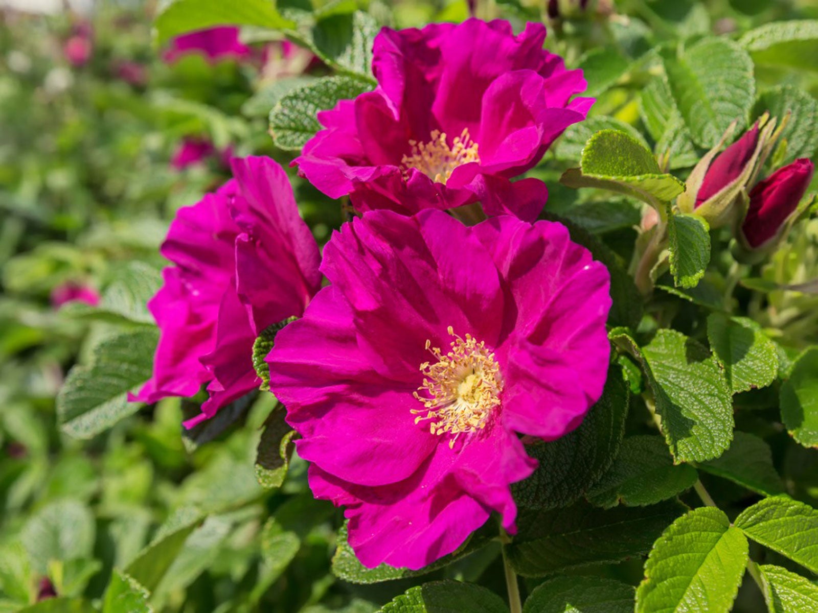 rugosa-rose-care-guide-growing-a-rugosa-rose-bush