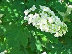 White Flowered Shrub Plant