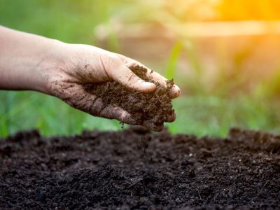 Tips & Information about Soil, Fixes & Fertilizers - Gardening Know How