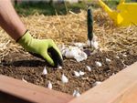 Gardener Planting Rows Of Garlic Cloves In A Raised Garden Bed