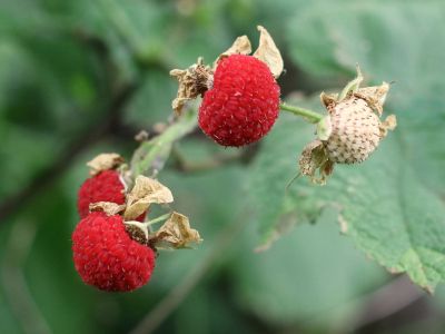 Thimbleberry Plant With Berries