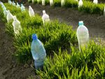 Rows Of Plastic Bottles In The Garden