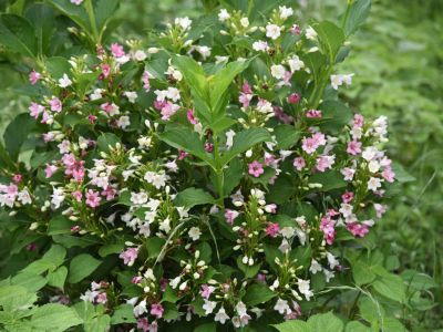 Pink And White Flowered Weigela Bushes