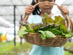 Child Holding A Basket Full Of Leafy Greens