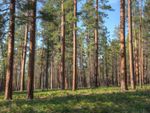 Large Conifer Trees In The Forest